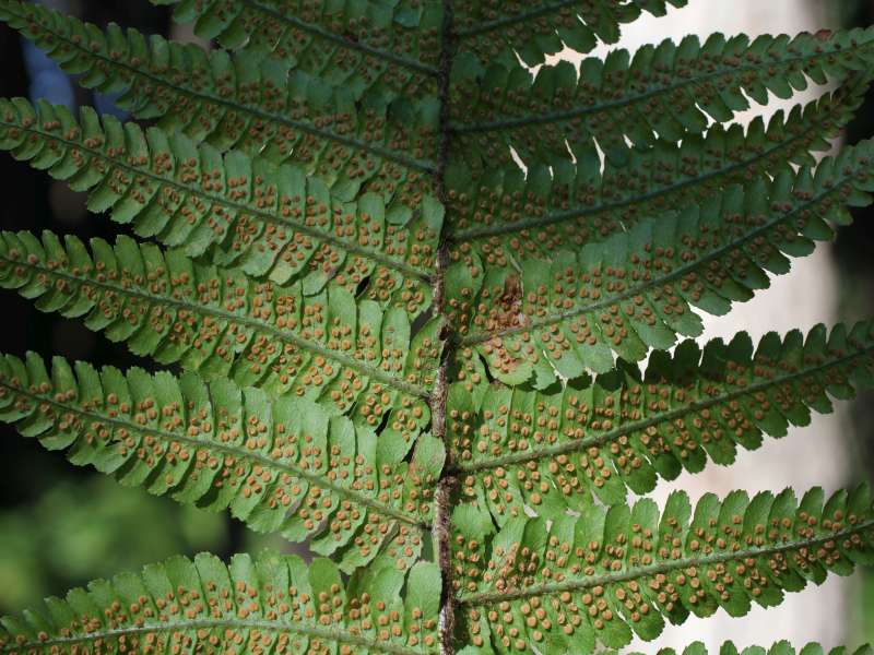Dryopteris cfr. filix-mas